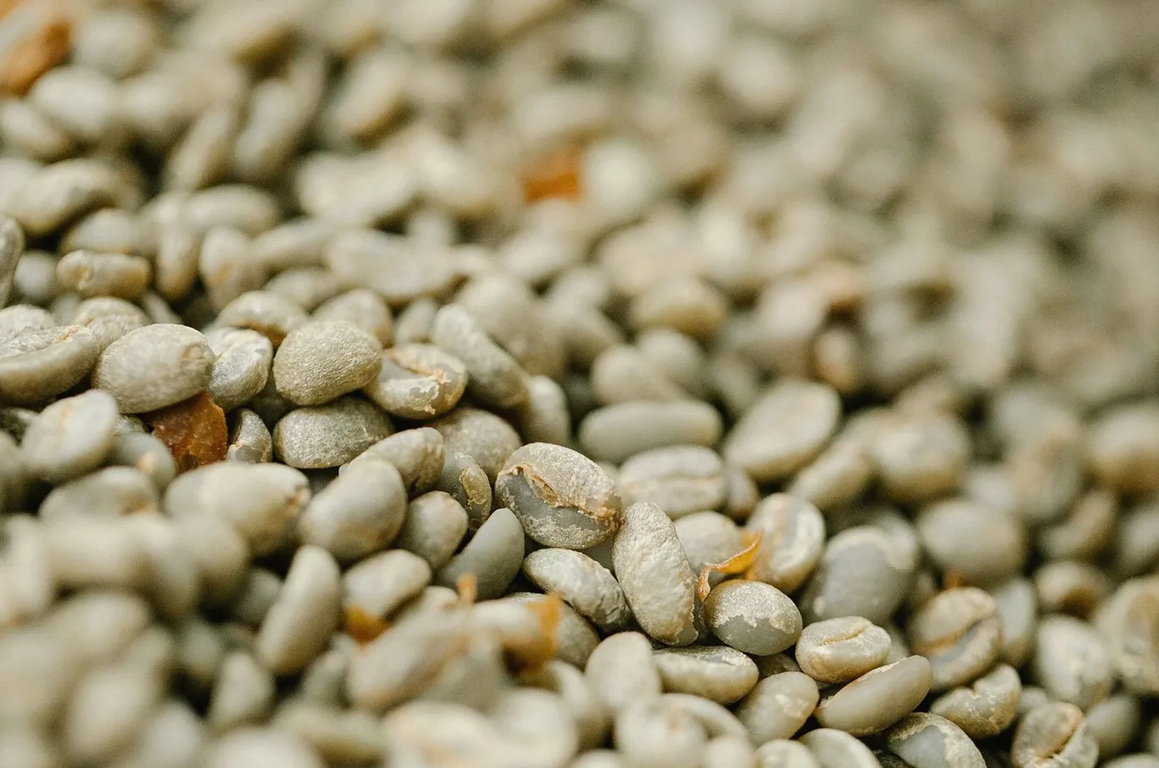 Pile of unroasted coffee bean halves with pleasant scent during drying process in daytime on blurred background