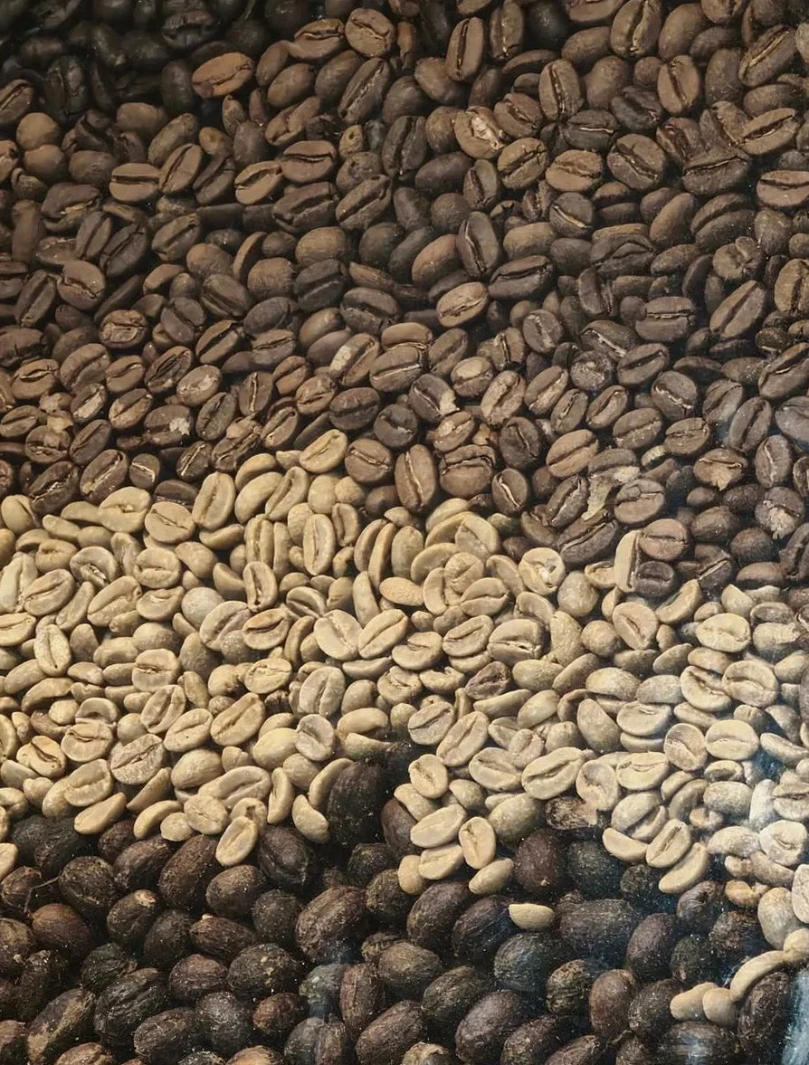 A diverse array of coffee beans arranged in a striking gradient pattern.